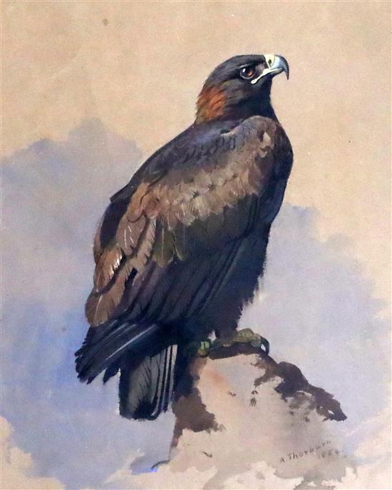 Archibald Thorburn (1860-1935) Golden Eagle perched upon a rock 13.25 x 10.5in.
